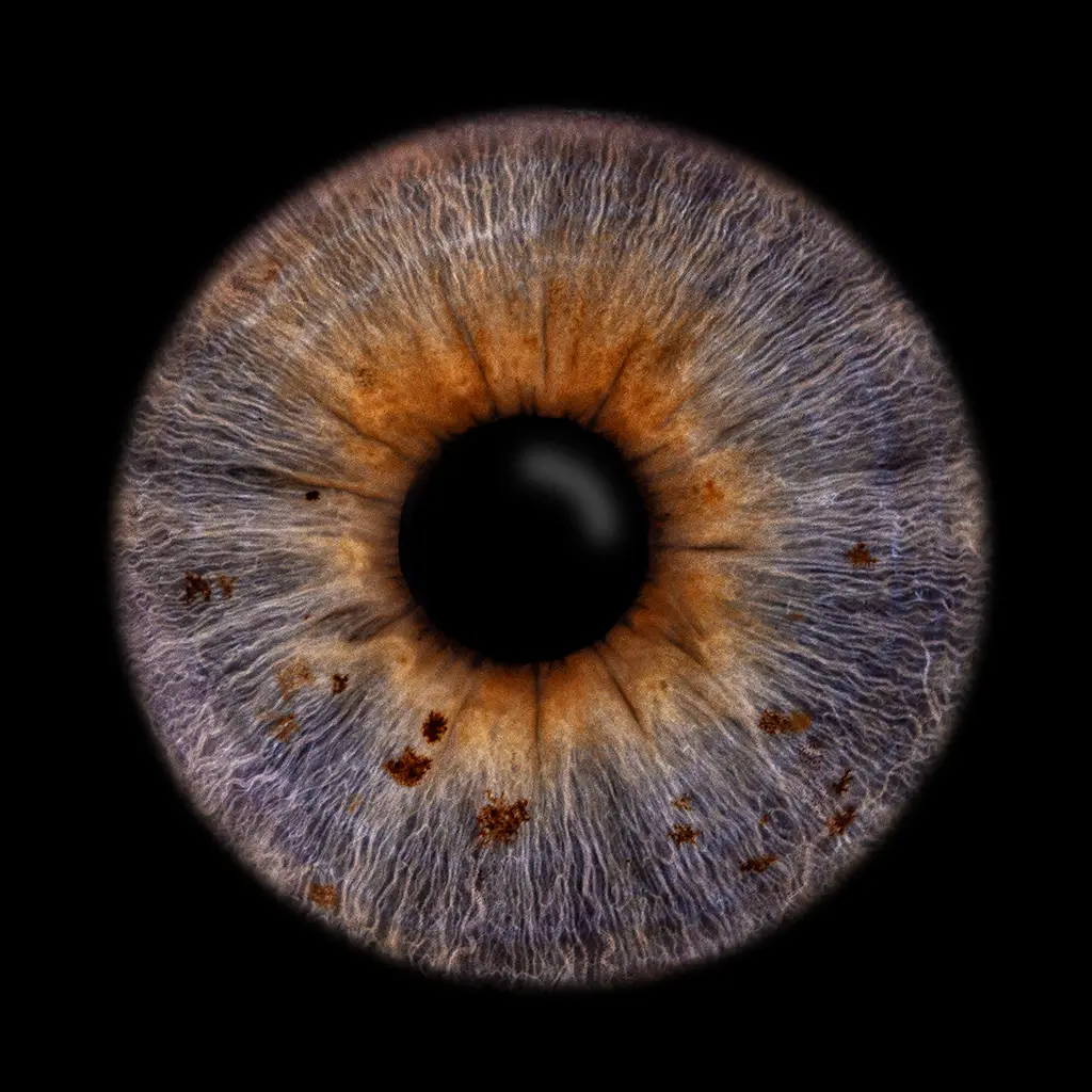 Nahaufnahme einer blau-goldenen Iris mit braunen Punkten aus Schleswig